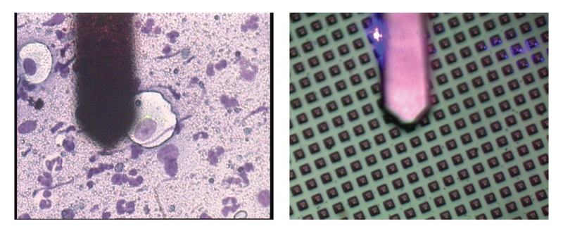 Вид кантилевера в различные оптические микроскопы. Левое изображение - тень от кантилевера в инвертированный микроскоп, правое изображение - кантилевер в прямой микроскоп.